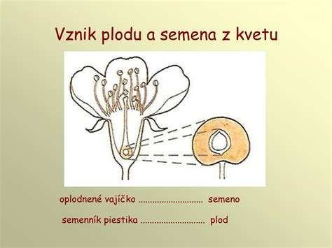 Štruktúra obojpohlavného kvetu s tyčinkami a piestikom