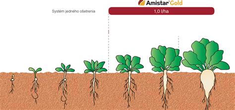 Schéma technologického postupu pestovania cukrovej repy