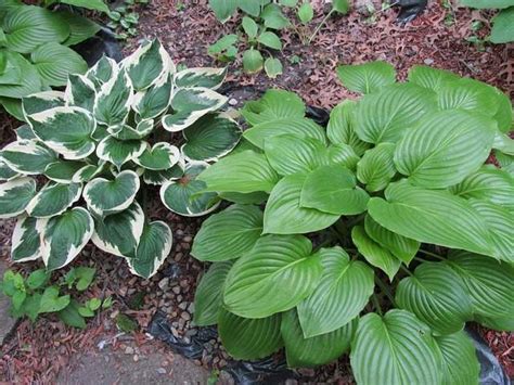Funkie (Hosta) s rôznymi farbami listov