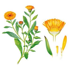 Nechtík lekársky - ilustrácia