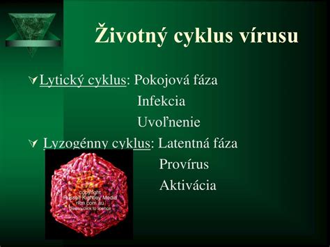 Životný cyklus HPV vírusu