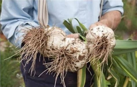 Ilustrácia správnej hĺbky a vzdialenosti pri sadení tulipánových cibuliek