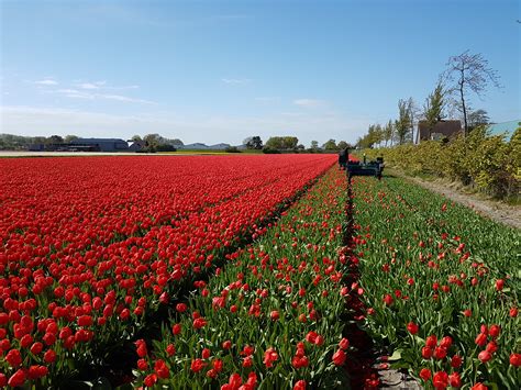 Rozkvitnuté pole tulipánov v Holandsku