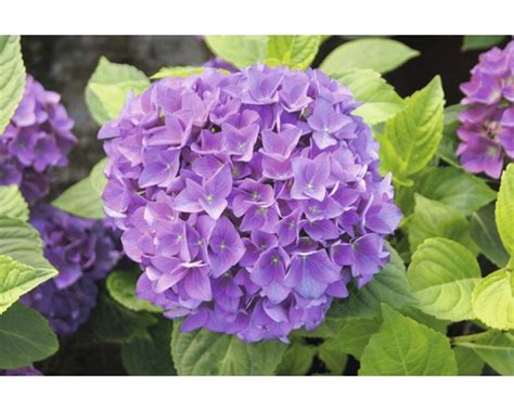 Hortenzia veľkolistá (Hydrangea macrophylla)