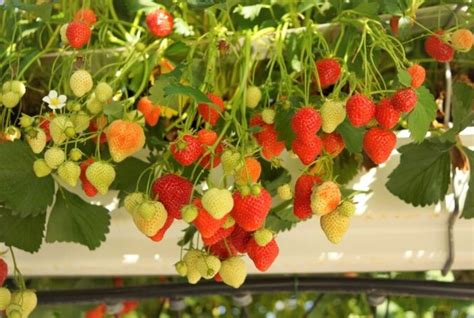 Detail kvetu jahody obyčajnej