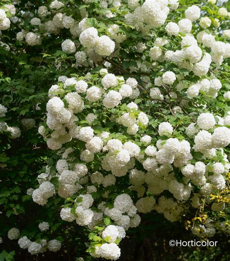 Viburnum opulus 'Roseum' v záhrade