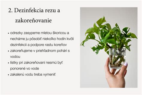 Zakoreňovanie odrezkov rastlín vo vode