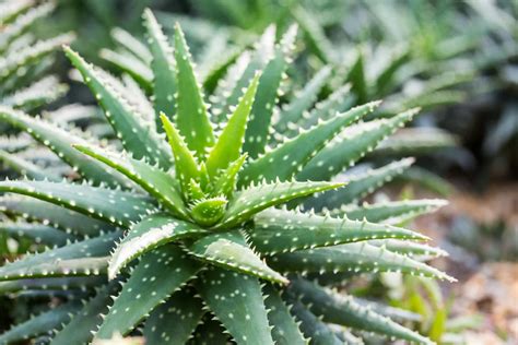 Pestovanie rastliny Aloe Vera