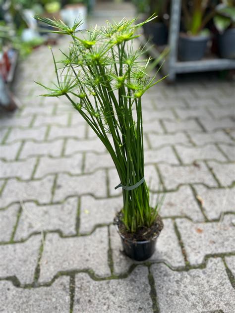 Cyperus haspan v kvetináči