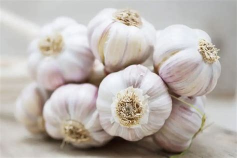 cesnak a orchidea