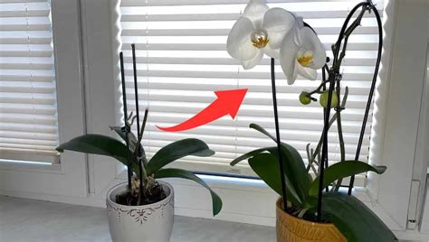 aplikácia cesnakovej vody na orchideu