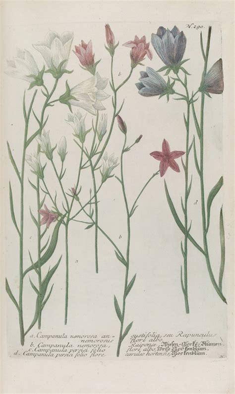 Ilustrácia Kolokázie jedlej z knihy Weinmann, Johann Wilhelm, Phytanthoza iconographia