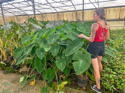 Rastlina Colocasia esculenta v kvetináči v interiéri