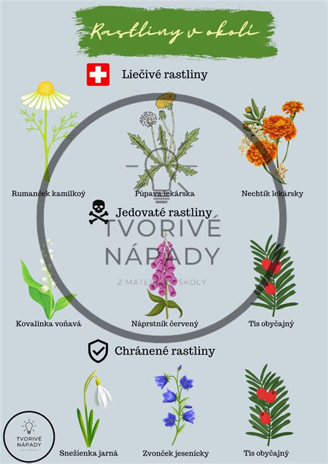 Vývoj krasuľky od semienka po kvitnúcu rastlinu