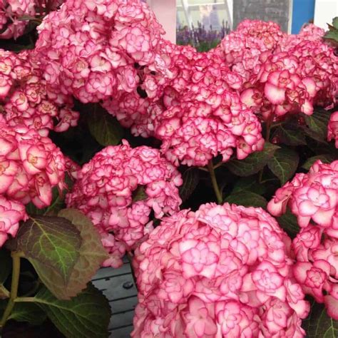 Kvitnúca hortenzia 'Miss Saori'