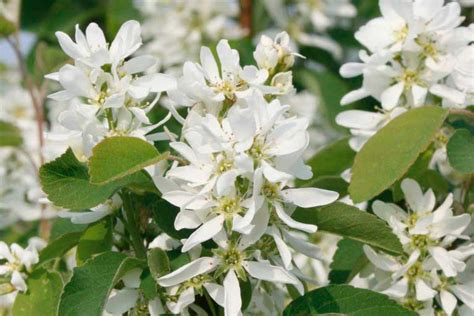 Kvety muchovníka jelšolistého