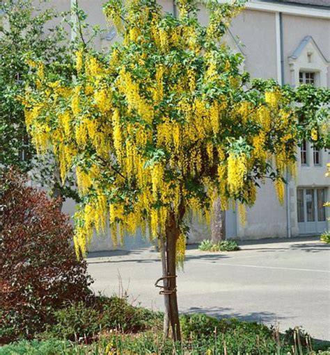 Štedrec previsnutý vo farbe