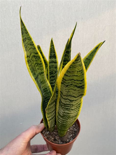 Detail listov Sansevieria trifasciata 'Laurentii' so žltými okrajmi