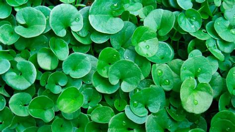Dichondra ako pôdopokryvná rastlina