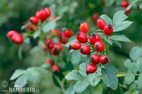 Ruža šípová (Rosa canina) s plodmi