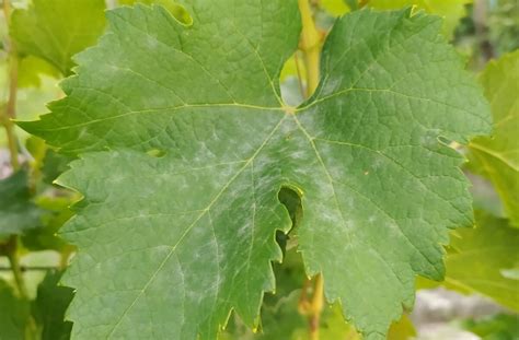 Múčnatka na listoch rastliny