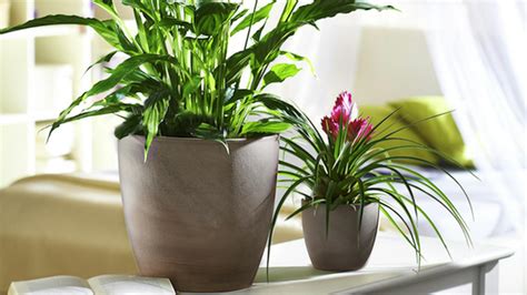 Zazimované rastliny v kvetináčoch