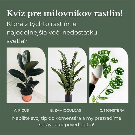 Grafika znázorňujúca správnu a nesprávnu zálievku rastlín