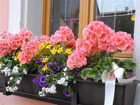 Farebné kombinácie letničiek na balkóne