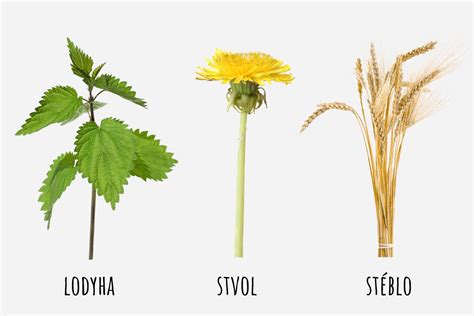 Typy bylinných stoniek