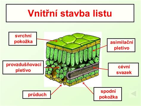 Stavba listu