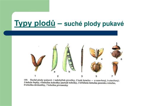Typy plodov