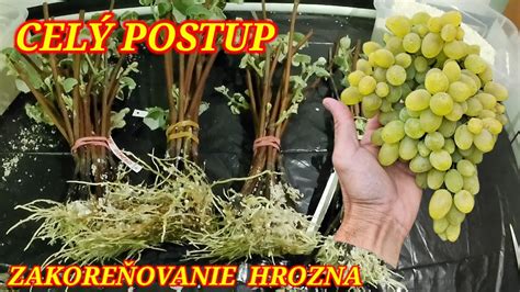 Kostým hrozna z balónikov