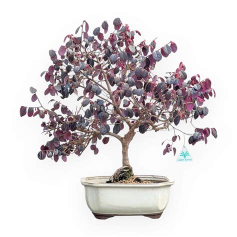 Loropetalum čínske ´RUBRUM´ bonsai