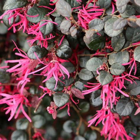 Graf kvitnutia a starostlivosti Loropetala