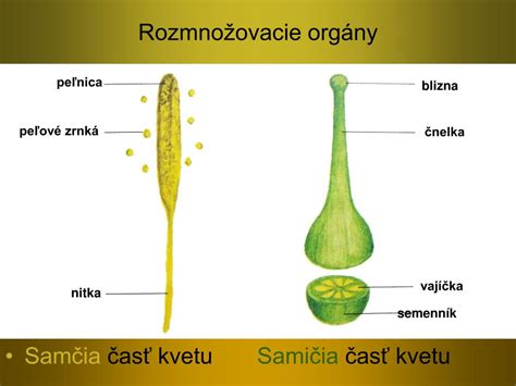Časti piestika