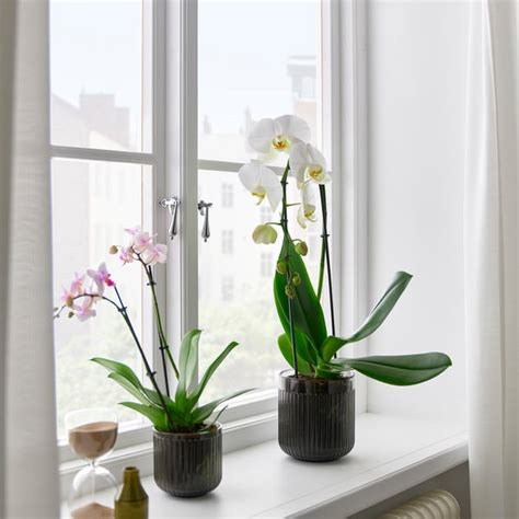 Orchidea na parapete s rozptýleným svetlom