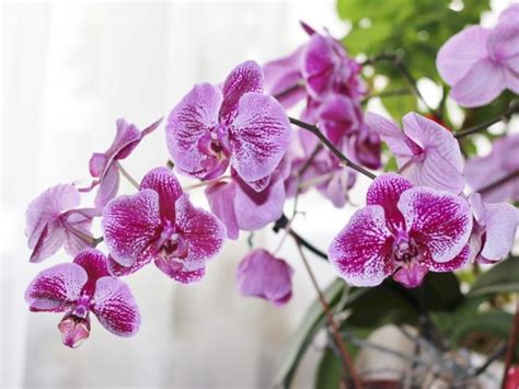 Detail škvrnitých listov orchidey