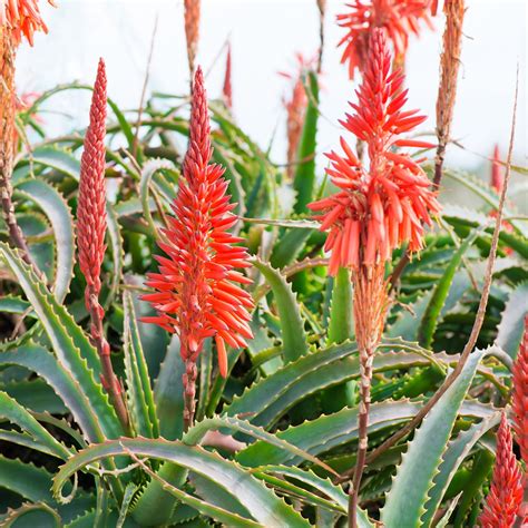 Porovnanie druhov Aloe Vera a Aloe Arborescens