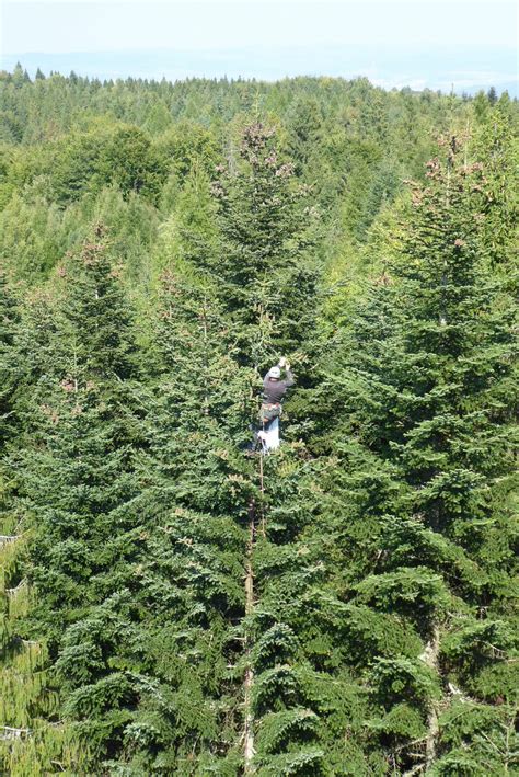 Zber šišiek smreka