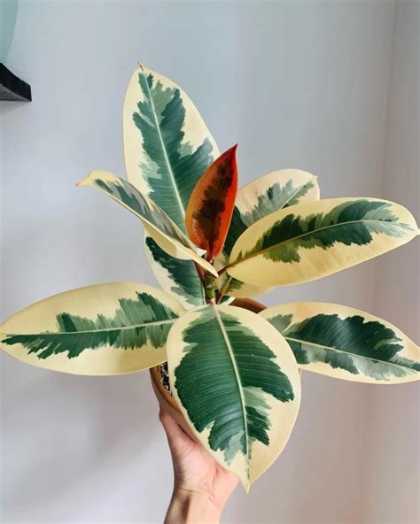 Ficus elastica Tineke