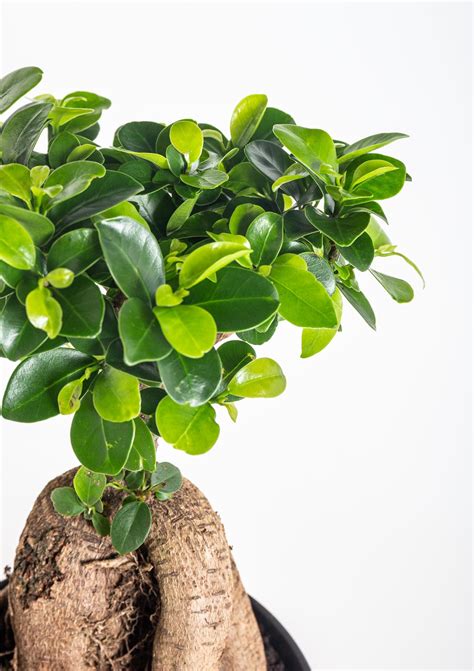 Fikus microcarpa ako bonsaj