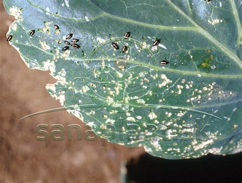 Škodcovia na listoch fikusov