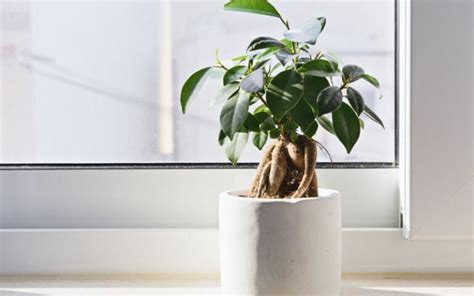 Fikus v modernom interiéri