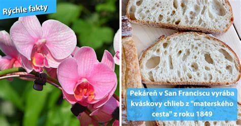 Infografika s obrázkami a krátkymi popismi obľúbených druhov orchideí