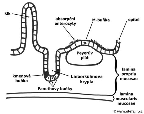 Schéma účinku slizov na sliznice