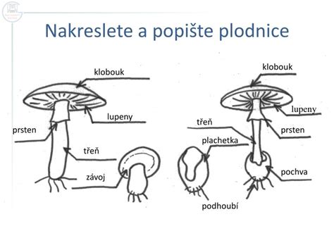 štruktúra plodnice huby