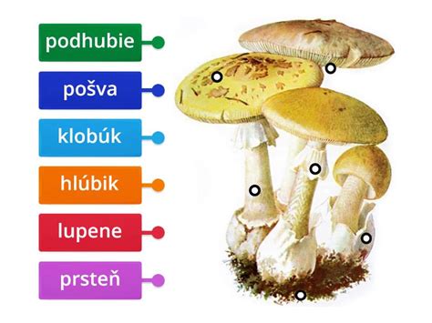 húb s plodnicou