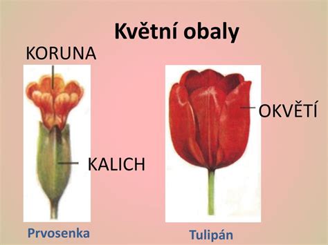 Štruktúra kvetu oleandra