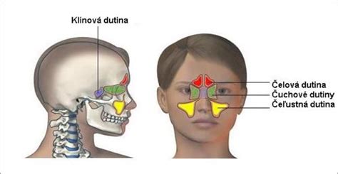 Štruktúra nosovej dutiny a účinok spreja