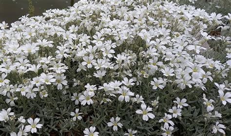 Dvojramenný vrcholík pri rožci (Cerastium tomentosum) v rôznych fázach kvitnutia
